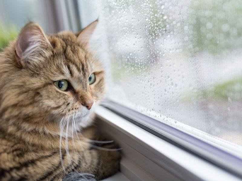 Instalação de rede de proteção em Vila Velha